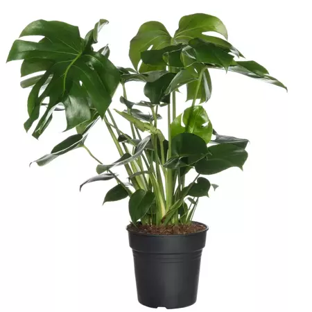 kamerplant monstera deliciosa gatenplant s 1500x1500 61be60a77da93 n